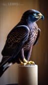 story image